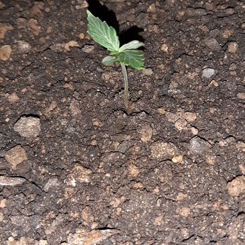 ❦𝓜𝓲𝓼𝓼⋆​ꪑ𝓲ꪶ𝘬​ꪗ⭐🌿⭐​᭙ꪖ​ꪗ『𝐍°𝟏』 growlog timeline photo