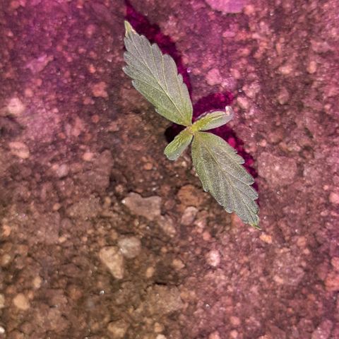 ❦𝓜𝓲𝓼𝓼⋆​ꪑ𝓲ꪶ𝘬​ꪗ⭐🌿⭐​᭙ꪖ​ꪗ『𝐍°𝟏』 growlog timeline photo