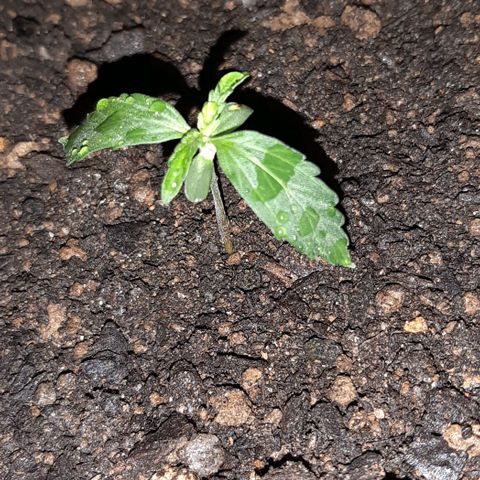 ❦𝓜𝓲𝓼𝓼⋆​ꪑ𝓲ꪶ𝘬​ꪗ⭐🌿⭐​᭙ꪖ​ꪗ『𝐍°𝟏』 growlog timeline photo