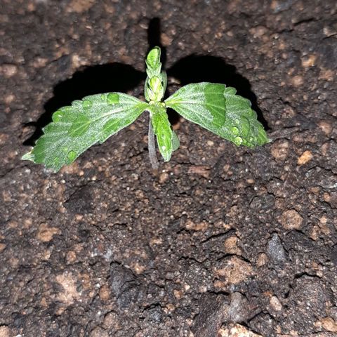 ❦𝓜𝓲𝓼𝓼⋆​ꪑ𝓲ꪶ𝘬​ꪗ⭐🌿⭐​᭙ꪖ​ꪗ『𝐍°𝟏』 growlog timeline photo
