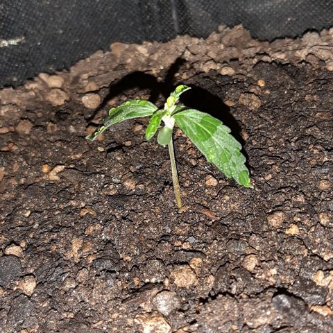 ❦𝓜𝓲𝓼𝓼⋆​ꪑ𝓲ꪶ𝘬​ꪗ⭐🌿⭐​᭙ꪖ​ꪗ『𝐍°𝟏』 growlog timeline photo