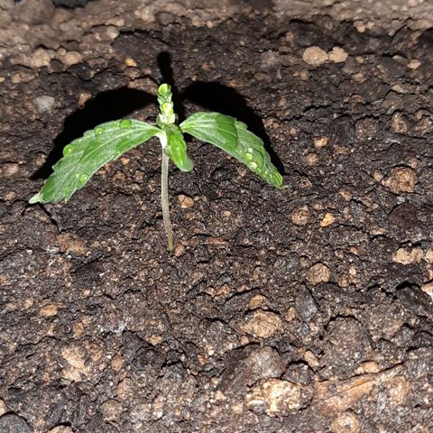 ❦𝓜𝓲𝓼𝓼⋆​ꪑ𝓲ꪶ𝘬​ꪗ⭐🌿⭐​᭙ꪖ​ꪗ『𝐍°𝟏』 growlog timeline photo