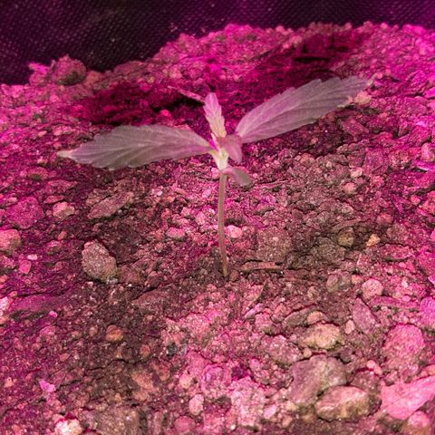 ❦𝓜𝓲𝓼𝓼⋆​ꪑ𝓲ꪶ𝘬​ꪗ⭐🌿⭐​᭙ꪖ​ꪗ『𝐍°𝟏』 growlog photo: Penso que o ⚠️☢☣⚠️ ja passou🌱🌿🙏🤩😈🆗️✅