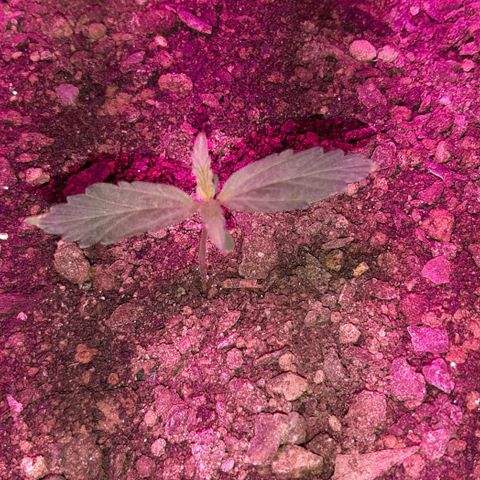 ❦𝓜𝓲𝓼𝓼⋆​ꪑ𝓲ꪶ𝘬​ꪗ⭐🌿⭐​᭙ꪖ​ꪗ『𝐍°𝟏』 growlog photo: Penso que o ⚠️☢☣⚠️ ja passou🌱🌿🙏🤩😈🆗️✅
