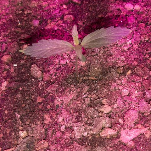 ❦𝓜𝓲𝓼𝓼⋆​ꪑ𝓲ꪶ𝘬​ꪗ⭐🌿⭐​᭙ꪖ​ꪗ『𝐍°𝟏』 growlog photo: Penso que o ⚠️☢☣⚠️ ja passou🌱🌿🙏🤩😈🆗️✅