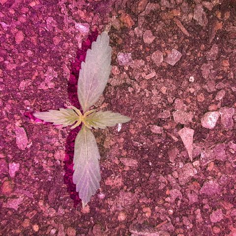 ❦𝓜𝓲𝓼𝓼⋆​ꪑ𝓲ꪶ𝘬​ꪗ⭐🌿⭐​᭙ꪖ​ꪗ『𝐍°𝟏』 growlog timeline photo