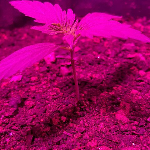 ❦𝓜𝓲𝓼𝓼⋆​ꪑ𝓲ꪶ𝘬​ꪗ⭐🌿⭐​᭙ꪖ​ꪗ『𝐍°𝟏』 growlog timeline photo