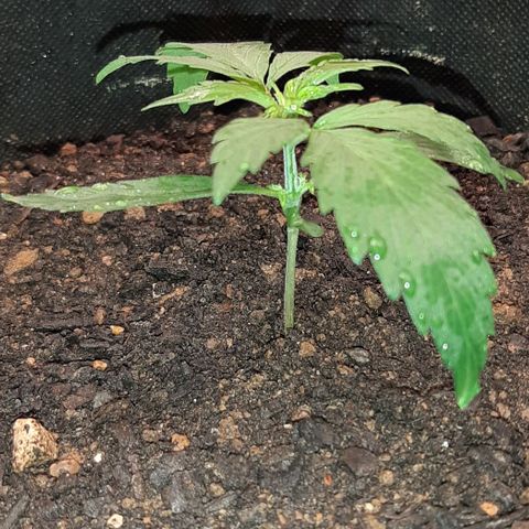 ❦𝓜𝓲𝓼𝓼⋆​ꪑ𝓲ꪶ𝘬​ꪗ⭐🌿⭐​᭙ꪖ​ꪗ『𝐍°𝟏』 growlog timeline photo
