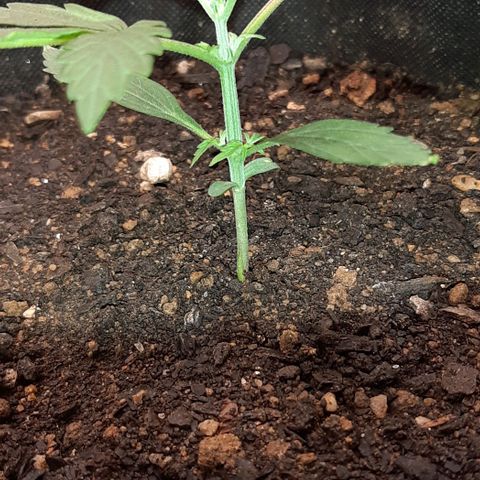 ❦𝓜𝓲𝓼𝓼⋆​ꪑ𝓲ꪶ𝘬​ꪗ⭐🌿⭐​᭙ꪖ​ꪗ『𝐍°𝟏』 growlog timeline photo