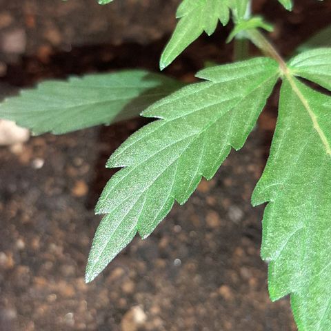 ❦𝓜𝓲𝓼𝓼⋆​ꪑ𝓲ꪶ𝘬​ꪗ⭐🌿⭐​᭙ꪖ​ꪗ『𝐍°𝟏』 growlog timeline photo