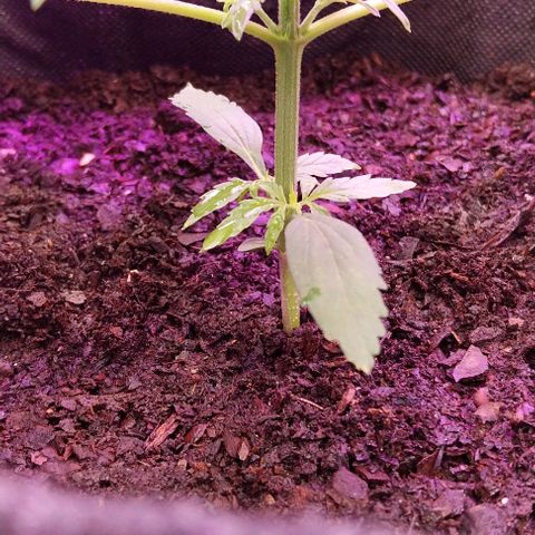 ❦𝓜𝓲𝓼𝓼⋆​ꪑ𝓲ꪶ𝘬​ꪗ⭐🌿⭐​᭙ꪖ​ꪗ『𝐍°𝟏』 growlog timeline photo