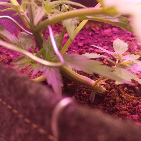 ❦𝓜𝓲𝓼𝓼⋆​ꪑ𝓲ꪶ𝘬​ꪗ⭐🌿⭐​᭙ꪖ​ꪗ『𝐍°𝟏』 growlog timeline photo