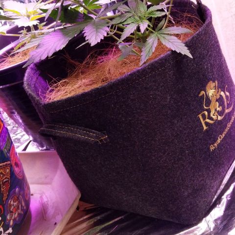 ❦𝓜𝓲𝓼𝓼⋆​ꪑ𝓲ꪶ𝘬​ꪗ⭐🌿⭐​᭙ꪖ​ꪗ『𝐍°𝟏』 growlog timeline photo