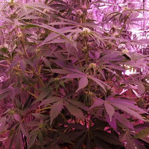 ❦𝓜𝓲𝓼𝓼⋆​ꪑ𝓲ꪶ𝘬​ꪗ⭐🌿⭐​᭙ꪖ​ꪗ『𝐍°𝟏』 growlog timeline photo