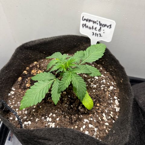 Gummibears growlog timeline photo
