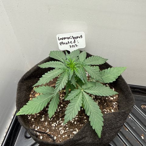 Gummibears growlog timeline photo