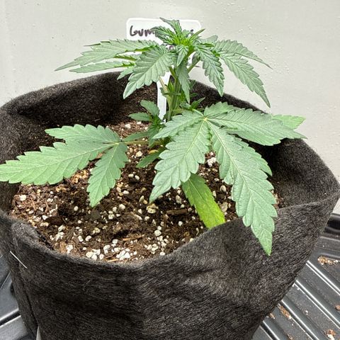 Gummibears growlog timeline photo