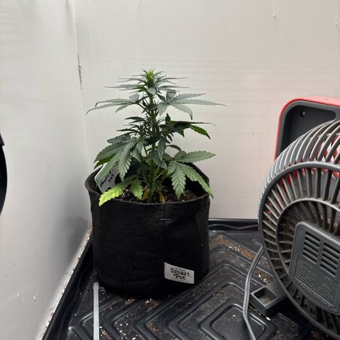 Gummibears growlog timeline photo