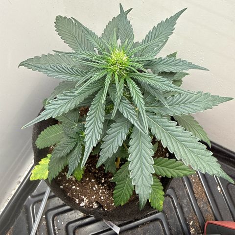 Gummibears growlog timeline photo