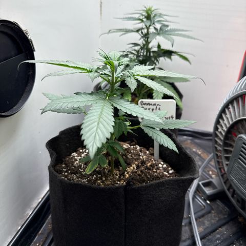 Banana Purple Punch Auto growlog timeline photo