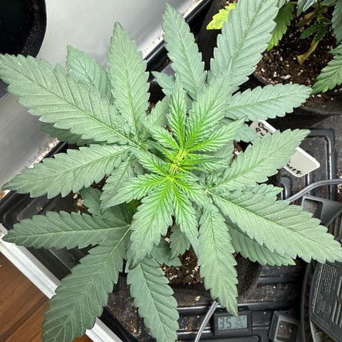 Banana Purple Punch Auto growlog timeline photo