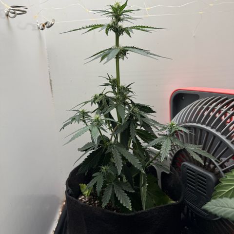 Gummibears growlog timeline photo