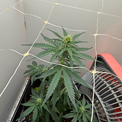 Gummibears growlog timeline photo