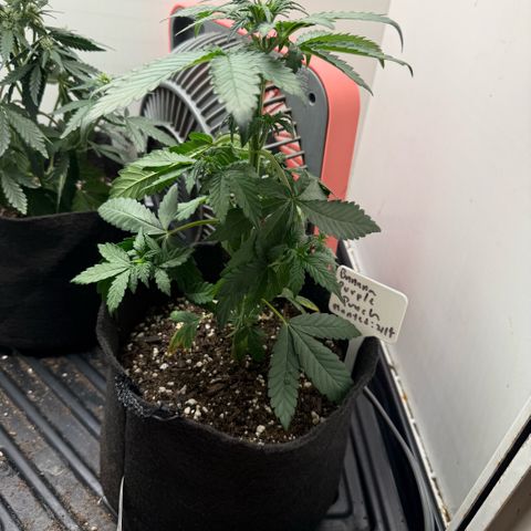 Banana Purple Punch Auto growlog timeline photo