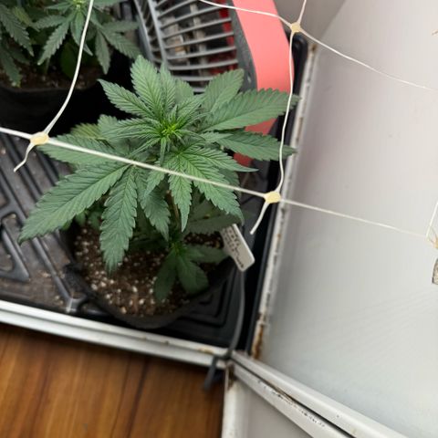 Banana Purple Punch Auto growlog timeline photo