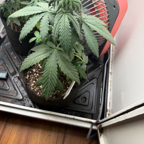 Banana Purple Punch Auto growlog timeline photo