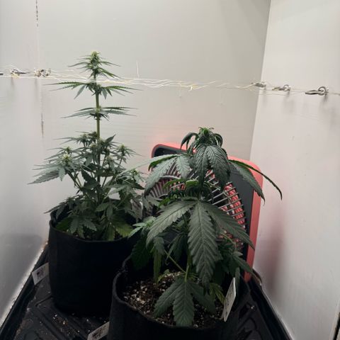 Banana Purple Punch Auto growlog timeline photo