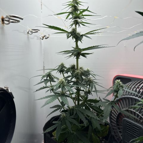 Gummibears growlog timeline photo