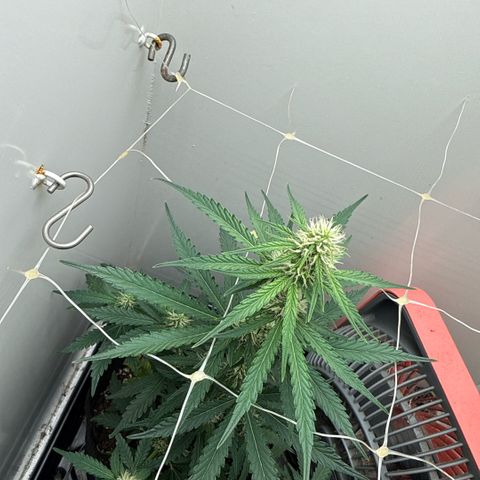 Gummibears growlog timeline photo