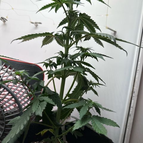 Banana Purple Punch Auto growlog timeline photo