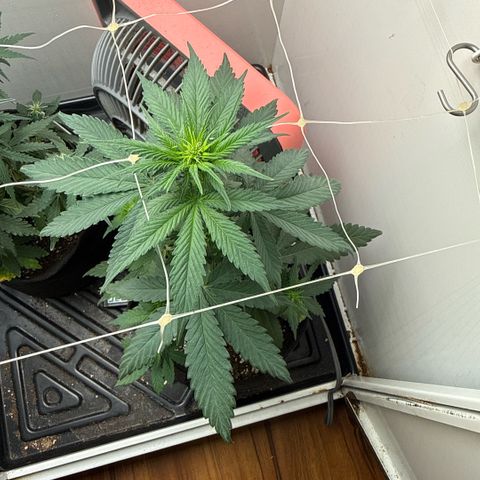 Banana Purple Punch Auto growlog timeline photo
