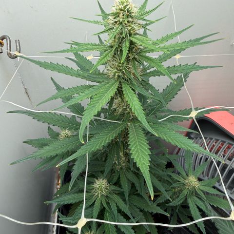 Gummibears growlog timeline photo