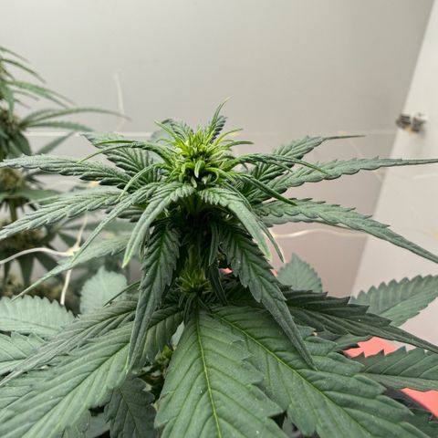 Banana Purple Punch Auto growlog timeline photo
