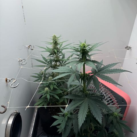 Banana Purple Punch Auto growlog timeline photo