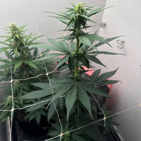 Banana Purple Punch Auto growlog timeline photo