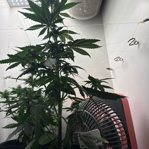 Banana Purple Punch Auto growlog timeline photo