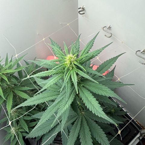 Banana Purple Punch Auto growlog timeline photo