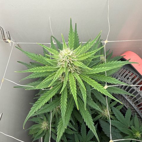 Gummibears growlog timeline photo