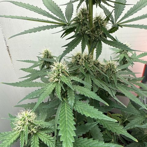 Gummibears growlog timeline photo