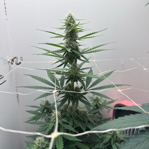 Gummibears growlog timeline photo