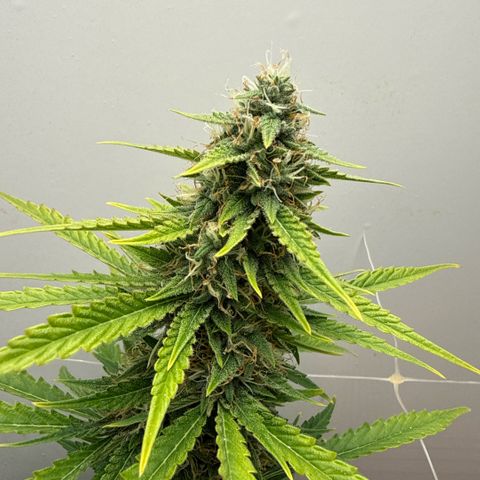 Gummibears growlog timeline photo