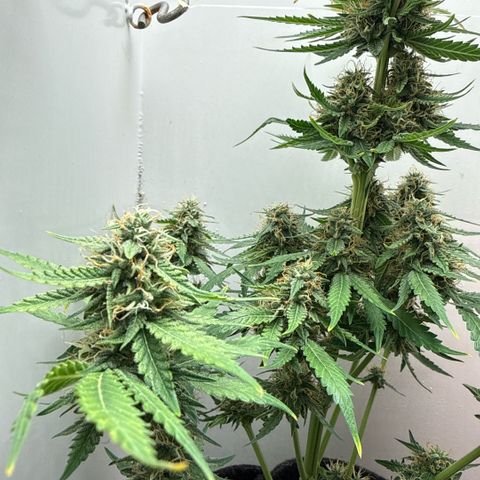 Gummibears growlog timeline photo