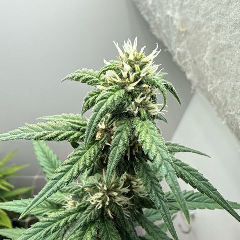Banana Purple Punch Auto growlog timeline photo