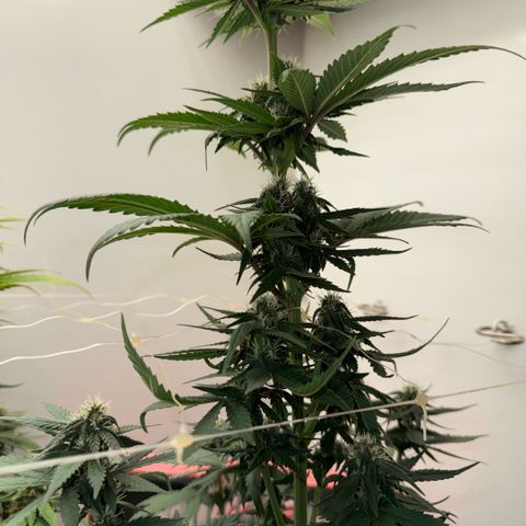 Banana Purple Punch Auto growlog timeline photo