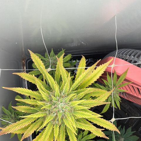 Gummibears growlog timeline photo