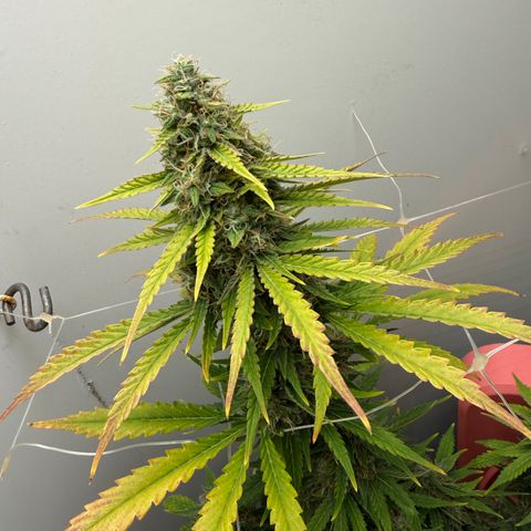 Gummibears growlog timeline photo